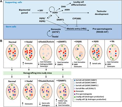 Deciphering Sex-Specific Differentiation of Human Fetal Gonads: Insight From Experimental Models